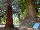 Omaggio alla sequoia monumentale di Chiavazza: “Col gigante si danza” - Foto di repertorio Omaggio alla sequoia monumentale di Chiavazza: “Col gigante si danza” - Foto di repertorio