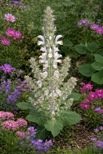 “Su ricu pius ndh’at, pius ndhe disizat” / “Il ricco più ne ha, più ne desidera”