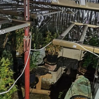 Dal Nord Ovest - Maxi-piantagione di marijuana, oltre 700 chili di droga: cinque in manette
