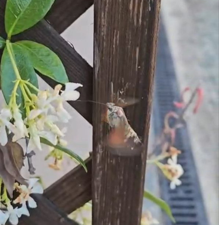 Conoscete la sfinge colibrì? Il lepidottero che resta sospeso davanti ai fiori VIDEO