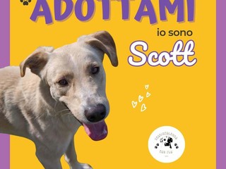 Lui è Scott:  un concentrato di dolcezza, tenerezza e voglia di coccole in cerca di casa