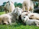A Miagliano lo stoccaggio e lo smaltimento della lana tosata delle pecore piemontesi con il progetto “Pura Lana Piemontese”
