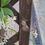 Conoscete la sfinge colibrì? Il lepidottero che resta sospeso davanti ai fiori VIDEO Conoscete la sfinge colibrì? Il lepidottero che resta sospeso davanti ai fiori VIDEO