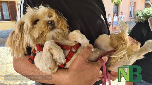 Sala Biellese aderisce al progetto "Punto Animal Friendly" di Legami di Cuore Sala Biellese aderisce al progetto "Punto Animal Friendly" di Legami di Cuore