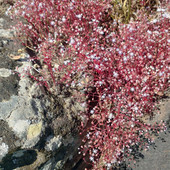 Nell’immagine, il Sedum coeruleum: in italiano borracina azzurra; in sardo erba de margiani, elva de mazzone, sempri bie asulu, ùa titina, alina’e monte