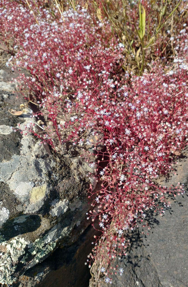 Nell’immagine, il Sedum coeruleum: in italiano borracina azzurra; in sardo erba de margiani, elva de mazzone, sempri bie asulu, ùa titina, alina’e monte