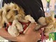Sala Biellese aderisce al progetto "Punto Animal Friendly" di Legami di Cuore Sala Biellese aderisce al progetto "Punto Animal Friendly" di Legami di Cuore
