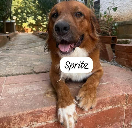 Spritz cerca una vera famiglia: adottato e riportato in canile dopo 12 ore