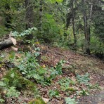Biella, via Rivetti liberata dal castagno Biella, via Rivetti liberata dal castagno