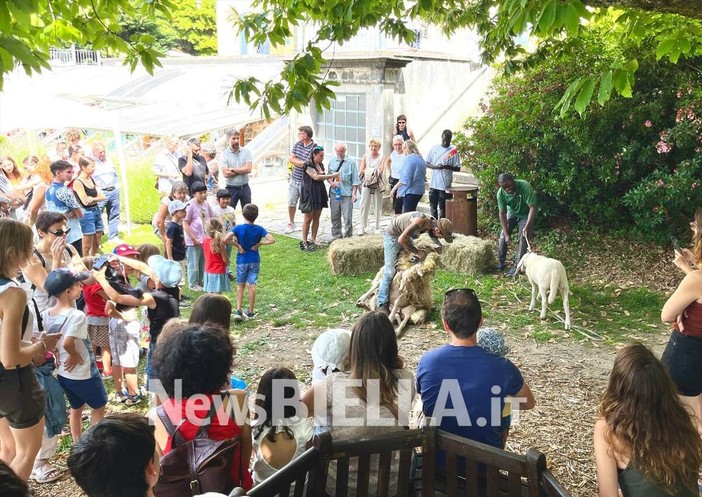 A Pettinengo l'arte della tosatura delle pecore a “(T)essere Insieme 2026” FOTO e VIDEO Massimo Giacobbe per newsbiella.it