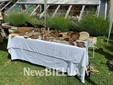 A Pettinengo l'arte della tosatura delle pecore a “(T)essere Insieme 2026” FOTO e VIDEO Massimo Giacobbe per newsbiella.it