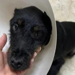 Ridiamo a Thomas le zampe per camminare, l'appello di Bulli e Pule con la Coda ODV