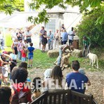 A Pettinengo l'arte della tosatura delle pecore a “(T)essere Insieme 2026” FOTO e VIDEO Massimo Giacobbe per newsbiella.it A Pettinengo l'arte della tosatura delle pecore a “(T)essere Insieme 2026” FOTO e VIDEO Massimo Giacobbe per newsbiella.it