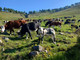 Oltre 200 mucche in cammino verso gli alpeggi, Transumando incanta i visitatori (video di Claudio Nicola) Oltre 200 mucche in cammino verso gli alpeggi, Transumando incanta i visitatori (video di Claudio Nicola)
