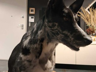 Cagnolina smarrita tra Candelo e Ponderano: aiutiamo Terry a tornare a casa!!! FOTO Cagnolina smarrita tra Candelo e Ponderano: aiutiamo Terry a tornare a casa!!! FOTO