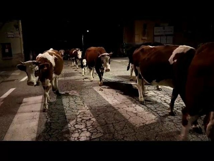 Transumanza in notturna a Casapinta: il suono dei campanacci nella notte del 26 ottobre - Video di Claudio Nicola Transumanza in notturna a Casapinta: il suono dei campanacci nella notte del 26 ottobre - Video di Claudio Nicola