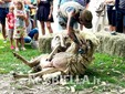 A Pettinengo l'arte della tosatura delle pecore a “(T)essere Insieme 2026” FOTO e VIDEO Massimo Giacobbe per newsbiella.it