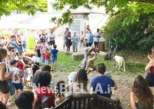 A Pettinengo l'arte della tosatura delle pecore a “(T)essere Insieme 2026” FOTO e VIDEO Massimo Giacobbe per newsbiella.it
