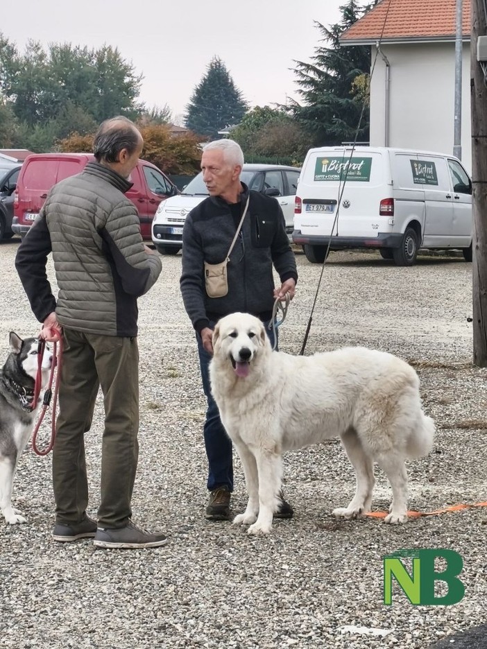 cani passeggio cani passeggio
