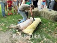 A Pettinengo l'arte della tosatura delle pecore a “(T)essere Insieme 2026” FOTO e VIDEO Massimo Giacobbe per newsbiella.it