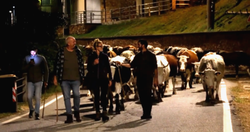 Transumanza a Casapinta, le mucche tornano a valle - servizio di Claudio Nicola Transumanza a Casapinta, le mucche tornano a valle - servizio di Claudio Nicola