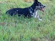 Cagnolina smarrita tra Candelo e Ponderano: aiutiamo Terry a tornare a casa!!! FOTO
