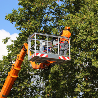 Senso unico alternato a Netro per taglio alberi dal 22 al 25 settembre