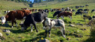 Oltre 200 mucche in cammino verso gli alpeggi, Transumando incanta i visitatori (video di Claudio Nicola)