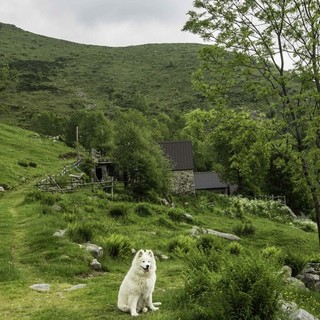 Trekking con i cani all’Oasi Zegna. Tre escursioni di gruppo, si comincia il 25 aprile Trekking con i cani all’Oasi Zegna. Tre escursioni di gruppo, si comincia il 25 aprile