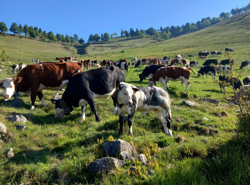 Oltre 200 mucche in cammino verso gli alpeggi, Transumando incanta i visitatori (video di Claudio Nicola) Oltre 200 mucche in cammino verso gli alpeggi, Transumando incanta i visitatori (video di Claudio Nicola)