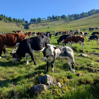 Oltre 200 mucche in cammino verso gli alpeggi, Transumando incanta i visitatori (video di Claudio Nicola) Oltre 200 mucche in cammino verso gli alpeggi, Transumando incanta i visitatori (video di Claudio Nicola)