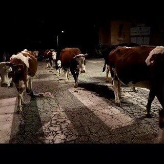 Transumanza in notturna a Casapinta: il suono dei campanacci nella notte del 26 ottobre - Video di Claudio Nicola