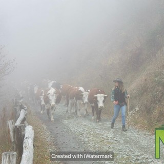 Oggi la transumanza Biellese: oltre 50 capi fra Bielmonte a Camburzano - Servizio di Giuliana Mosca per newsbiella.it Oggi la transumanza Biellese: oltre 50 capi fra Bielmonte a Camburzano - Servizio di Giuliana Mosca per newsbiella.it