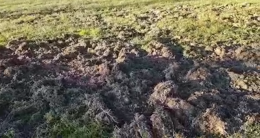 Candelo: Cinghiali devastano terreni agricoli, la rabbia di un lettore VIDEO