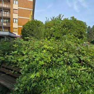 Verde pubblico a Biella, piazza Adua: marciapiedi invasi dall'erba