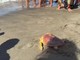 Il ritorno in mare della Caretta caretta Fortuna, un mese fa era stata soccorsa a Maccarese