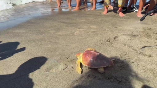 Il ritorno in mare della Caretta caretta Fortuna, un mese fa era stata soccorsa a Maccarese