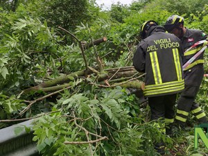 Ancora piante a terra e un palo inclinato, Vigili del Fuoco in azione a Masserano (foto di repertorio)