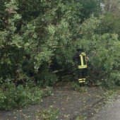 Maltempo, in Valle Elvo tre piante sulla strada: passante allerta i Vigili del Fuoco (foto di repertorio)