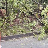 Albero pericolante sulla strada Candelo-Castellengo, arrivano i Vigili del Fuoco (foto di repertorio)