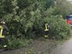 Due piante sulla strada a Biella, in azione i Vigili del Fuoco (foto di repertorio)