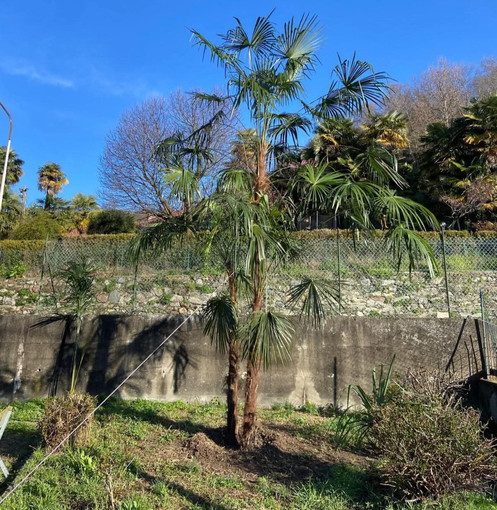 Viverone, intervento di valorizzazione al parco di Villa Lucca nel nome dell’economia circolare (foto dalla pagina Facebook di Viverone Insieme)