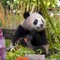 Compleanno per le gemelle panda allo zoo di Berlino, festa con torta ghiacciata di frutta