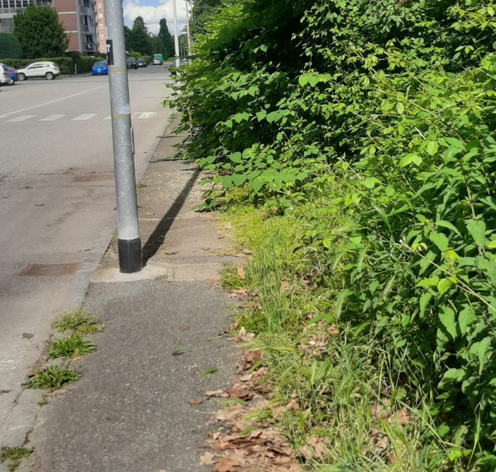 Erba alta e buche in città. Leone: "Biella soffre di una carenza eclatante di manutenzione ordinaria" Erba alta e buche in città. Leone: "Biella soffre di una carenza eclatante di manutenzione ordinaria"