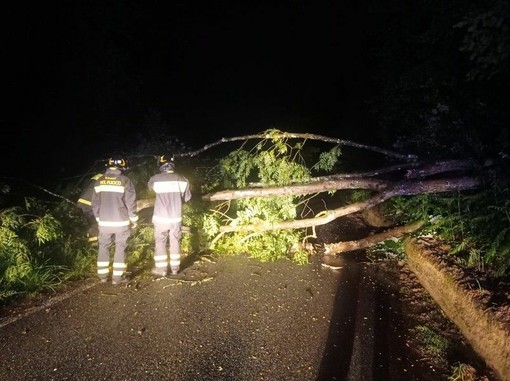 Valdilana, pianta sulla strada a Trivero: in azione i Vigili del Fuoco in piena notte (foto di repertorio)