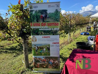 A Candelo è giornata di vendemmia tra sorridi e solidarietà FOTO Davide Finatti