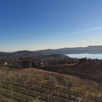 viverone comune viverone comune