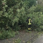 Maltempo, in Valle Elvo tre piante sulla strada: passante allerta i Vigili del Fuoco (foto di repertorio)