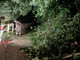 Campiglia Cervo, piante cadono a terra nella notte: chiusa la strada tra Tomati e Roreto FOTO Campiglia Cervo, piante cadono a terra nella notte: chiusa la strada tra Tomati e Roreto FOTO