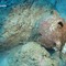 Il relitto più antico del mondo ha 4.700 anni: la scoperta nelle acque della Turchia Il relitto più antico del mondo ha 4.700 anni: la scoperta nelle acque della Turchia